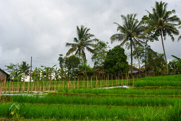 Obraz premium Close up view of group rice plant (Oryza sativa) in paddy field, Indonesia. No people