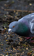 close up of a pigeon