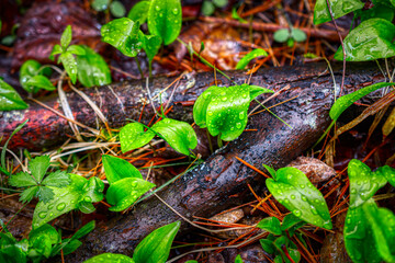 April showers bring May Flowers, even in the woods.  Wet fallen tree branch, a log, sits on the wet forest floor and has leaves growing up all around it.