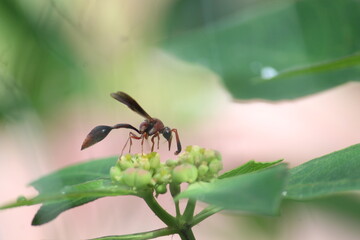 wasp on flower