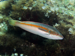 Coris Julis, Doncella o Budi&oacute;n.