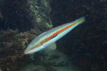 Coris Julis, Doncella o Budión.