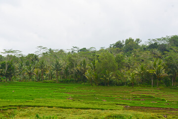 Close up view of group rice plant (Oryza sativa) in paddy field, Indonesia. No people