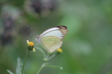 butterfly on a flower