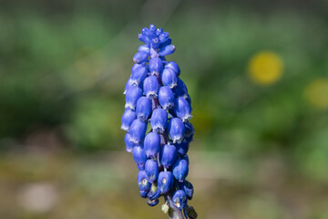 Close up of a grape hyacinth (muscari americanum) flower in bloom