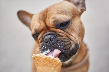 Young brown French bulldog licking an ice cream cone. Cute little doggy enjoying the dessert
