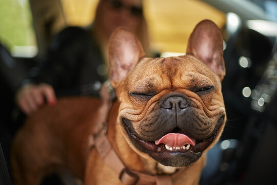 Happy French bulldog mug. Cute animal portrait. Healthy and cheerful dog sitting with the owner inside a car - Powered by Adobe