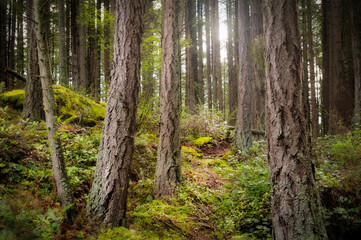Pacific Northwest Temperate Rain Forest Environment. Lovely mossy covered forest floor and large...