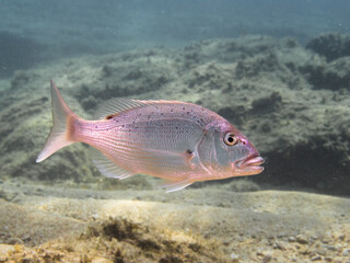 Dent&oacute;n juvenil, Dentex dentex
