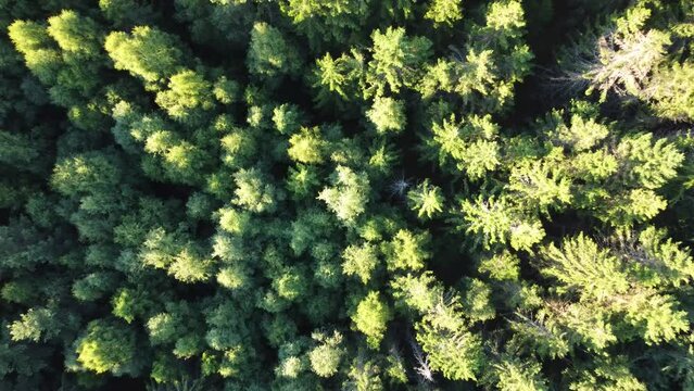 top view of a forest - drone flight - zoom out