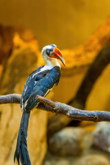 Male Von der Decken's hornbill (Tockus deckeni)