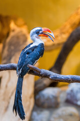 Male Von der Decken's hornbill (Tockus deckeni)