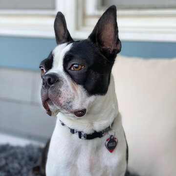 Boston Terrier