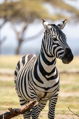 Fototapeta na wymiar Zebra walks on Crescent Island - Kenya, East Africa. Portrait style
