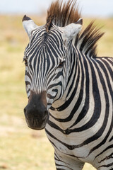 Fototapeta na wymiar Zebra face portrait - Lake Naivasha Kenya Africa