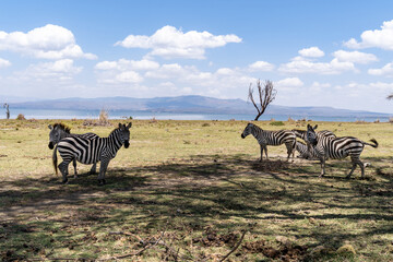 Fototapeta premium Herd of zebras on Crescent Island Lake Naivasha, Kenya