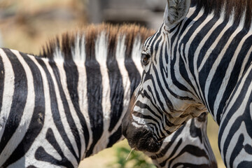 Fototapeta na wymiar Close up of a zebra head, with another zebra behind. Selective focus - Crescent Island, Kenya Africa
