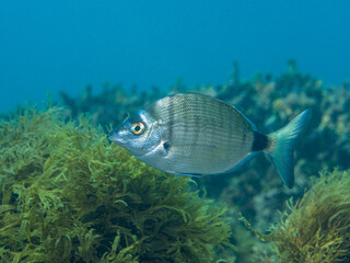 Sargo picudo, Diplodus puntazzo