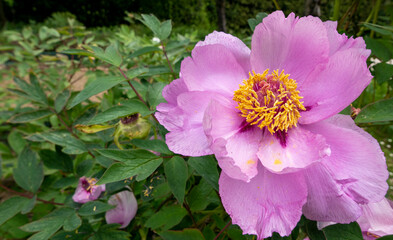 bellissima macro di peonia fiorita in primavera