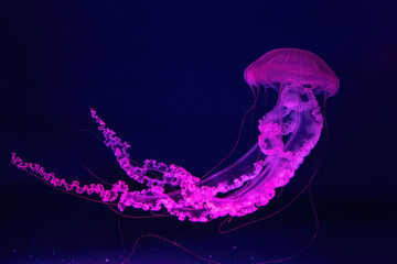 Fluorescent jellyfish swimming underwater aquarium pool with pink neon light. The South American...