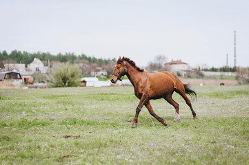 A beautiful young fast strong brown horse runs in a meadow with green grass in a pasture, nature. Animal photography, portrait.