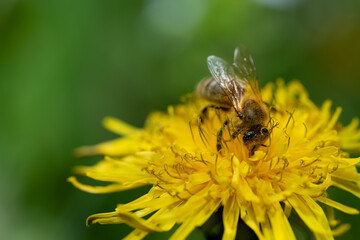 A small honey bee sits on the flowers of wild dandelion. The bee is covered with pollen. The background is green.