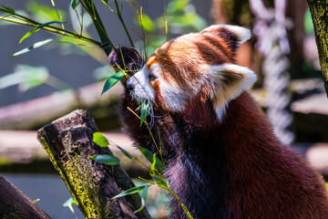 Red panda - Ailurus Fulgens - portrait. Cute animal