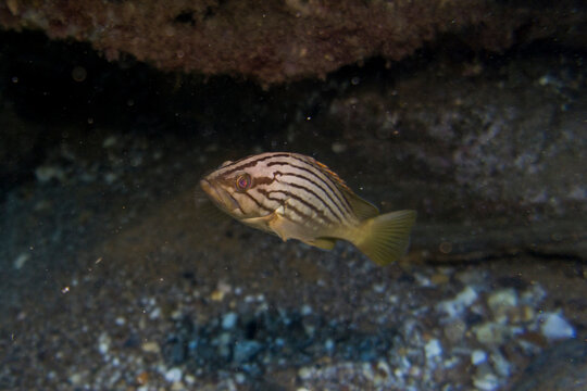 Epinephelus costae. Abadejo (juvenil)