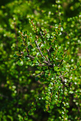 Cotoneaster with green leaves, foliage in the garden. Blooming spring plant, nature photography.