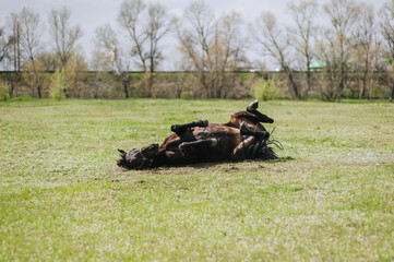 A beautiful brown young horse lies on its back, spins in a meadow, has fun, wallows in nature, smearing itself on feces. Photo of an animal in the countryside, close-up portrait of a pet.