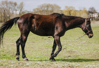 Beautiful young strong brown horse, stallion walks, grazes in a meadow with green grass in a pasture, nature. Animal photography, portrait, wildlife, countryside.