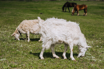 Obraz premium White, curly goats graze in the meadow, field, pasture eating green grass on the farm. Animal photography, close-up portrait, herbivore.