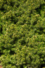 Background, texture of a beautiful coniferous green tree, a bush of conica. Photo of nature, plant close-up.