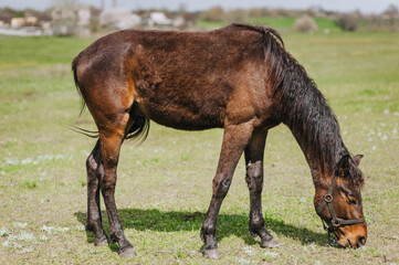 Fototapeta premium A beautiful brown horse with a long mane grazes, eats green grass in a meadow, pasture. Herbivore photography, animal nature portrait.