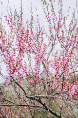 Blooming tree with pink flowers, petals in the garden. Photography, nature.