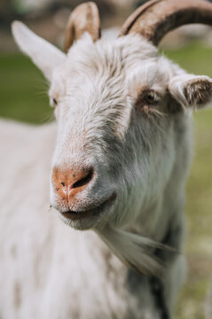 Photography, close-up portrait of the head, face of a white curly bearded goat with horns in a pasture, meadow. Animal in nature, farm pet.