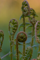fern in the garden