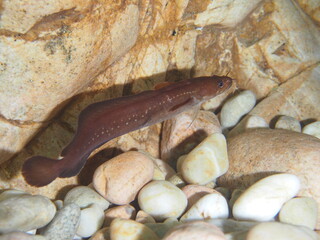 Gaidropsarus mediterraneus, Barbada del mediterraneo.