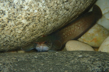 Gaidropsarus mediterraneus, Barbada del mediterraneo.