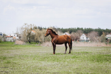 Beautiful young brown horse, stallion walks, grazes in a meadow with green grass in a pasture,...