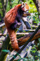 Obraz premium Red panda - Ailurus Fulgens - portrait. Cute animal
