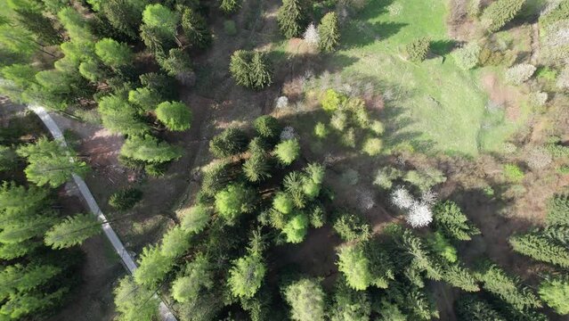 bosco montagna val di sole 