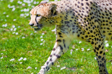 Cheetah Wild Cat Eyes, wildlife animals.