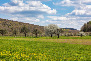 Cherry blossom on the hills around Pretzfeld, Germany in Franconian Switzerland