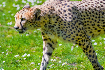Cheetah Wild Cat Eyes, wildlife animals.