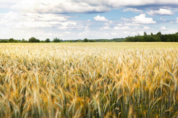 A field of ripening rye against a cloudy sky on a summer day. Rural landscape, rich harvest idea, harvest time concept. Focus in the distance.