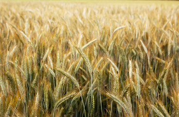 Rural landscape. Field of ripening rye on a summer day. Time of sunrise or sunset. Rich harvest idea, harvest time concept.