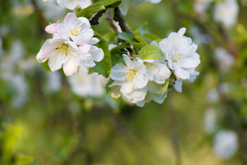 Flowers Apple tree close up