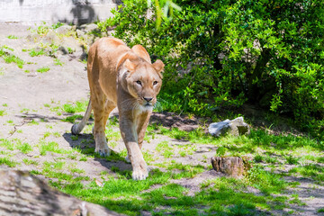 Obraz premium Beautiful wild african lioness lying in the zoo
