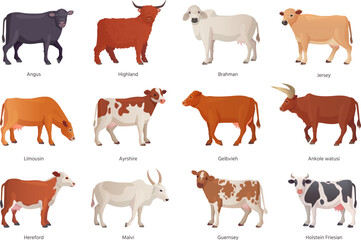 Breeding cattle. Breeds cattles farm mammal animal, netherlands cow beef, agriculture breed bull brahman hereford angus ayrshire limousin, set cartoon ingenious vector illustration